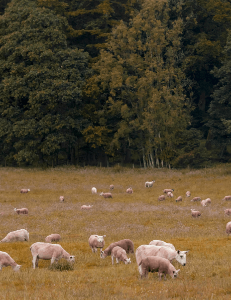 Schapen in een weide